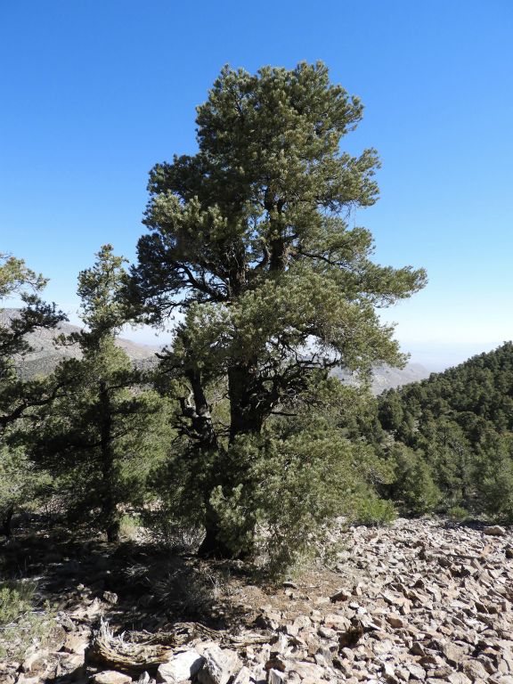 I tried to get pictures of some of the more beautiful and impressive trees during the climb: