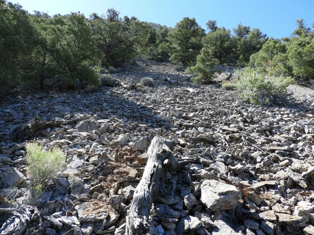 A mixture of loose scree and forest trees as the slope begins getting steeper: