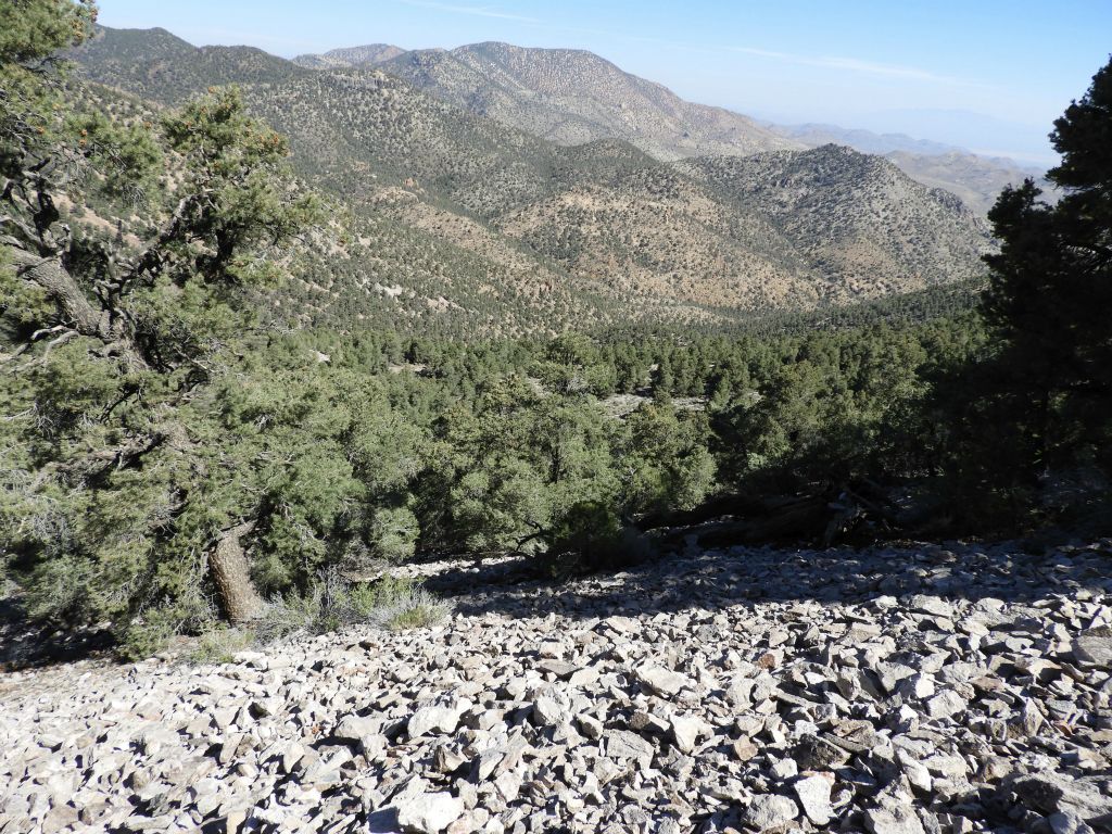 It's amazing how much of a pine forest covers the eastern Grapevine Mountains: