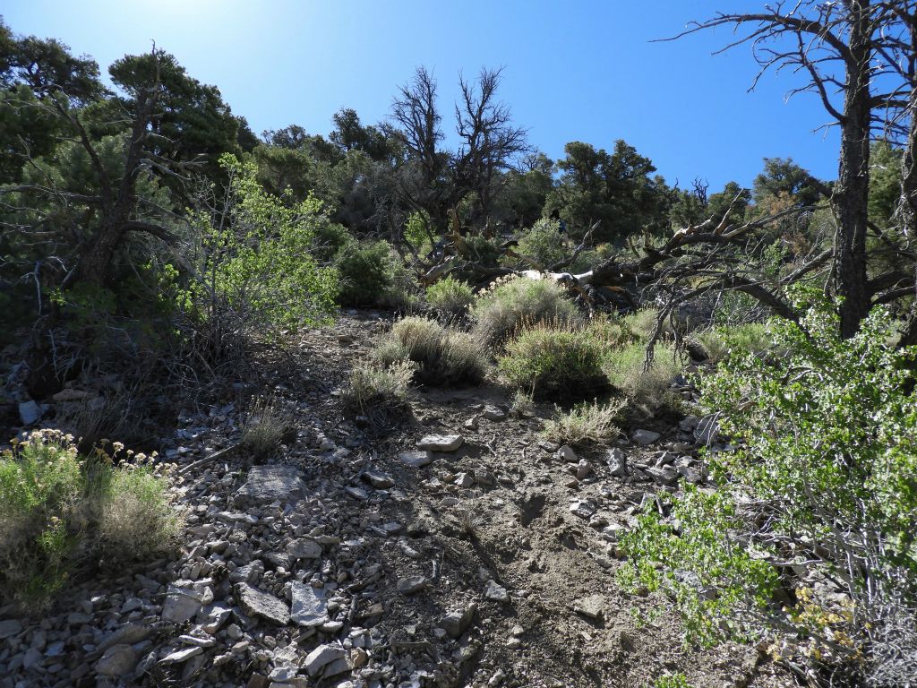 We managed to find a brief break from the loose scree by heading slightly east into the forest: