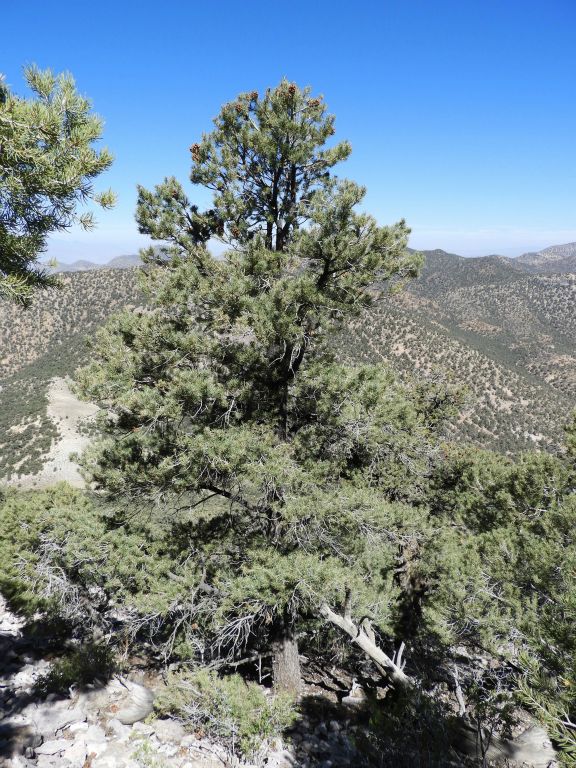 A tall pine tree with pinecones visible at the top: