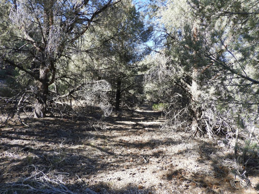 The small canyon is covered by pine trees which have to be navigated around.  But the abundant shade helps keep hikers cool on hot days: