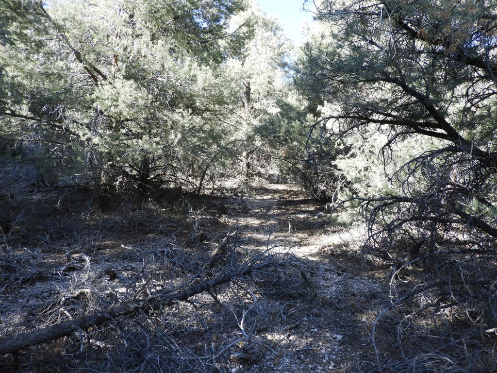A faint use trail can be picked up to help navigate through the trees at times: