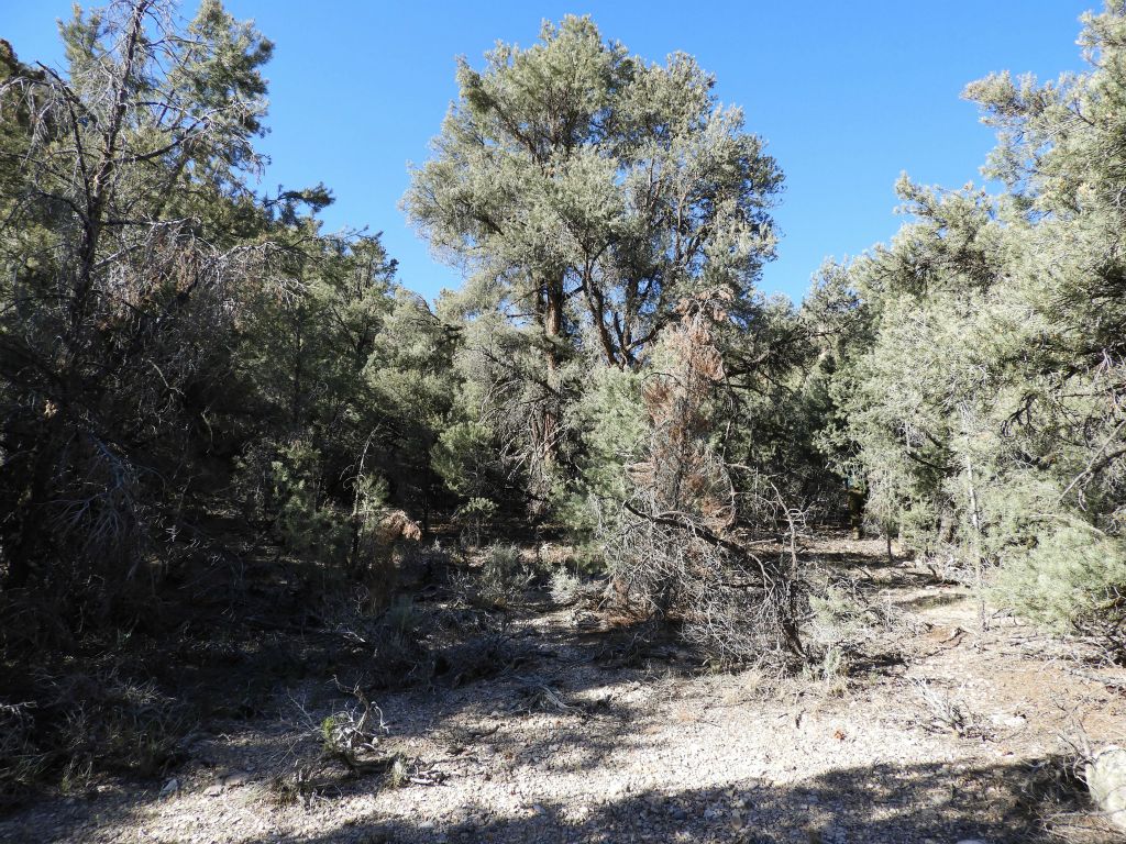 There are some fairly large trees through here which tower above the wash: