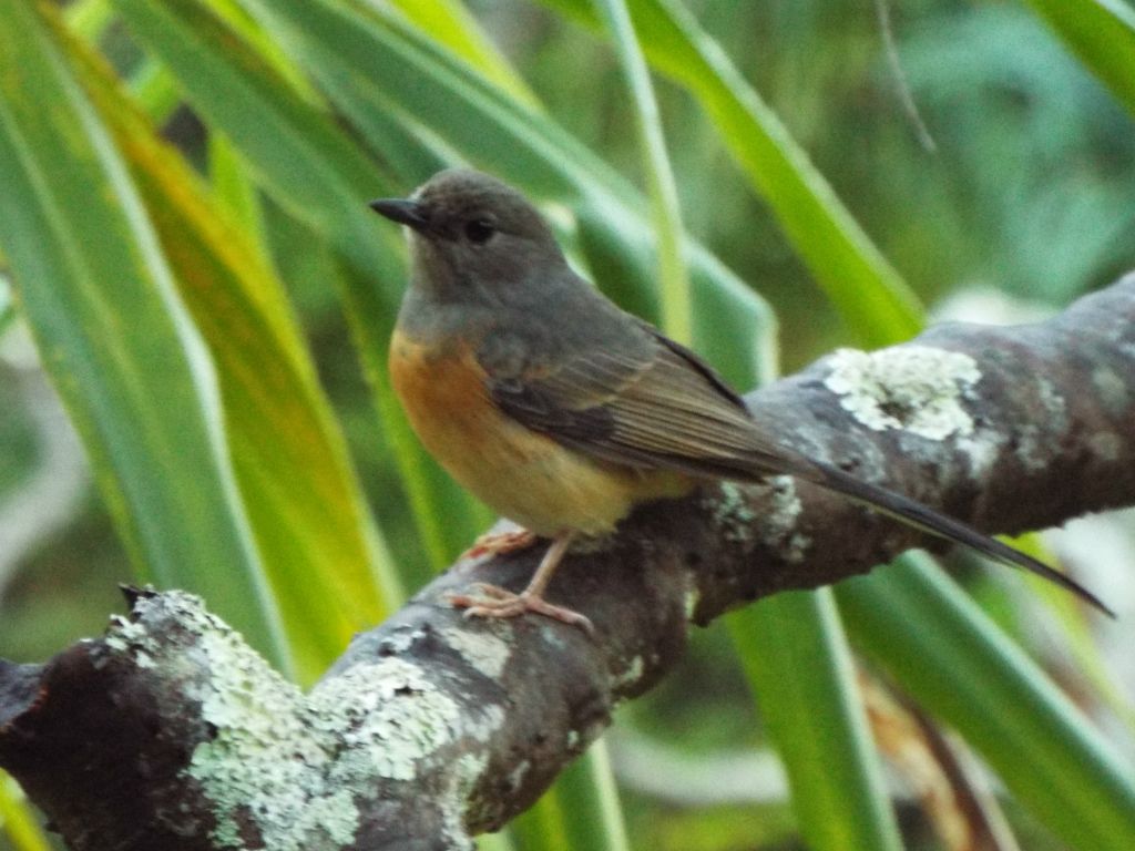 Birds kept me company the entire day.  This is a female White-rumped Shama: