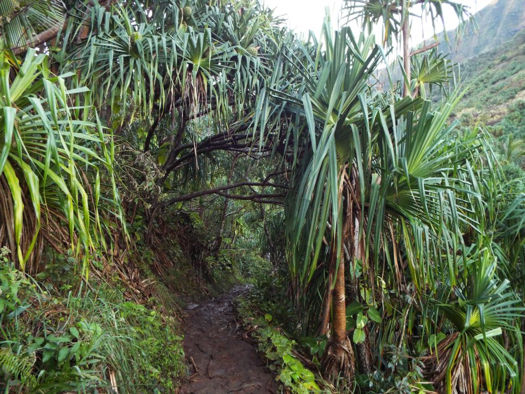 At this spot, the brush from the trees was so thick that it created a tunnel to pass through: