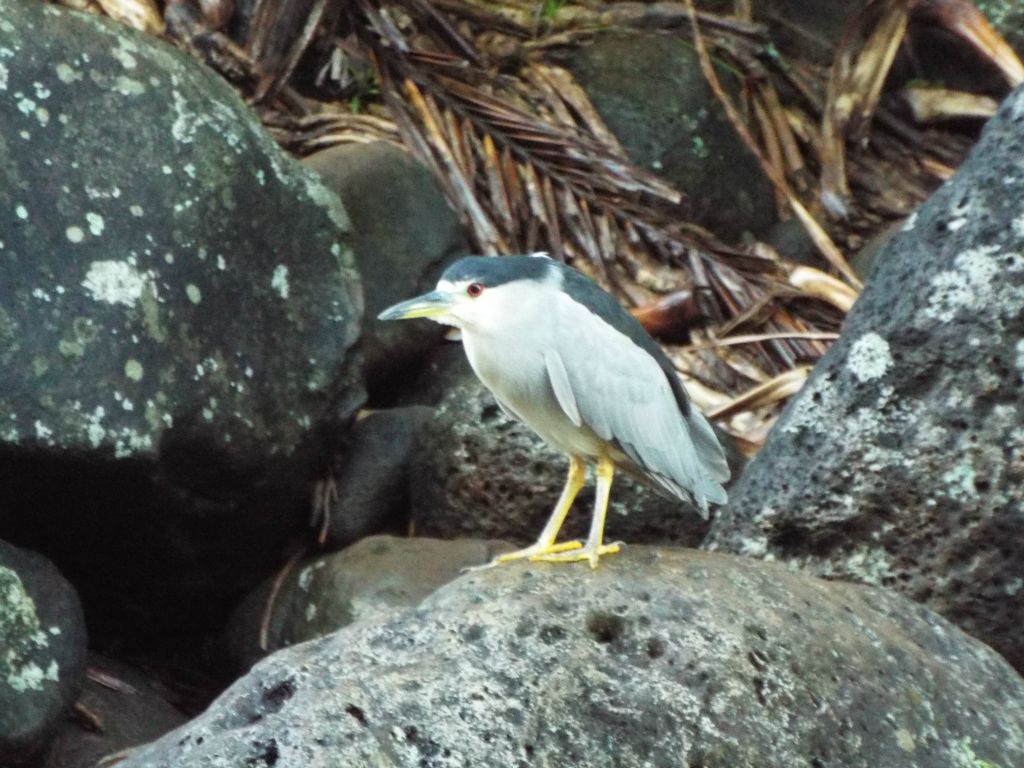 I spotted a Black-crowned Night Heron sitting on a rock near the stream: