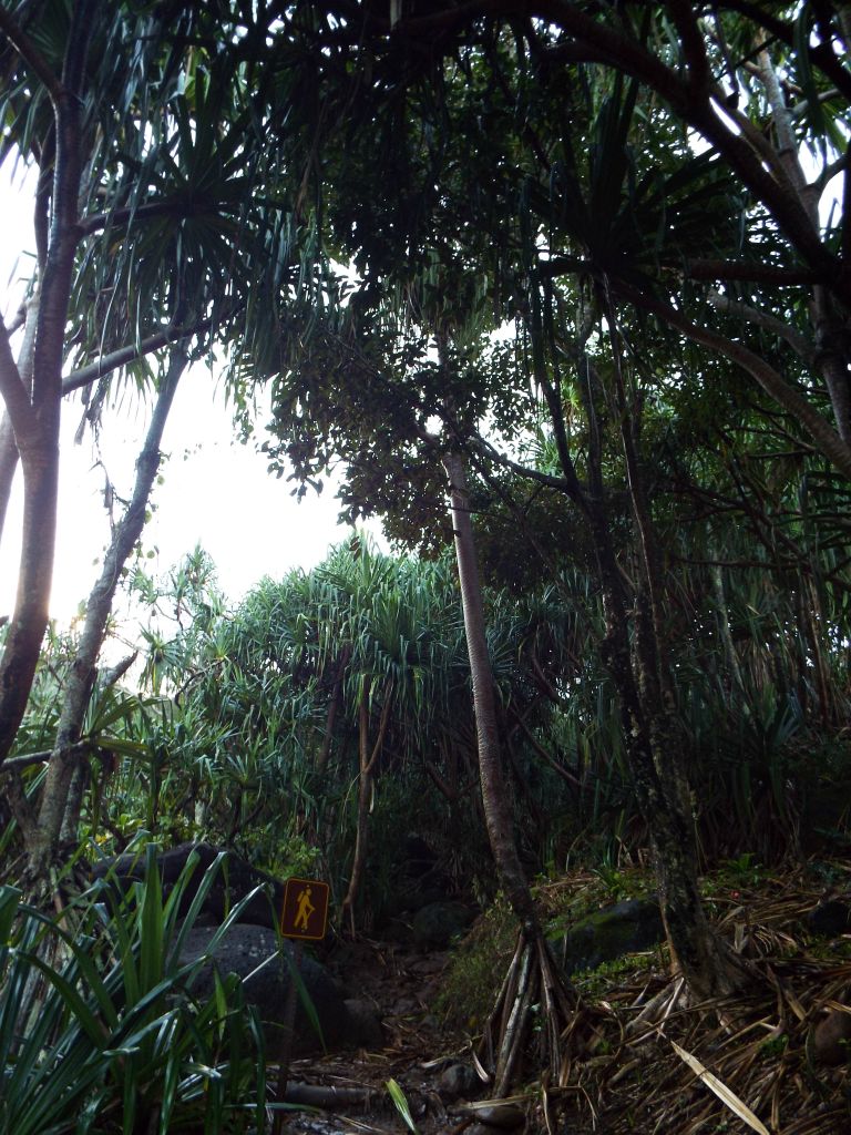The hiking trail continues steeply uphill beyond Hanakapiai Beach: