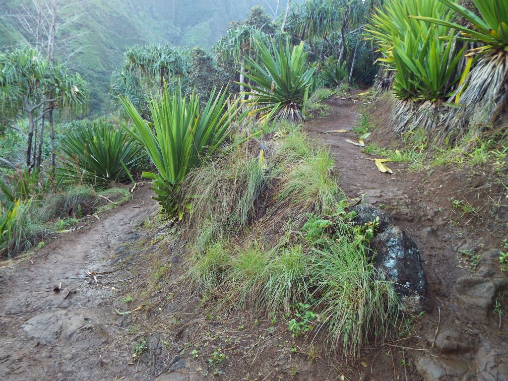 View of one of the many switchbacks heading up the longest continuous uphill section of the trail: