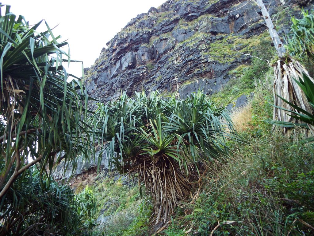 The trail works its way to the base of this rock wall, which can be seen from far below at the beach: