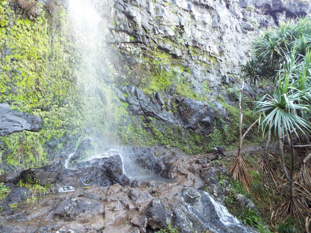 Notice how the trail crosses right below the cascading water.  On the hike back in the dark, there were lots of large Cane Toads hanging out in this area: