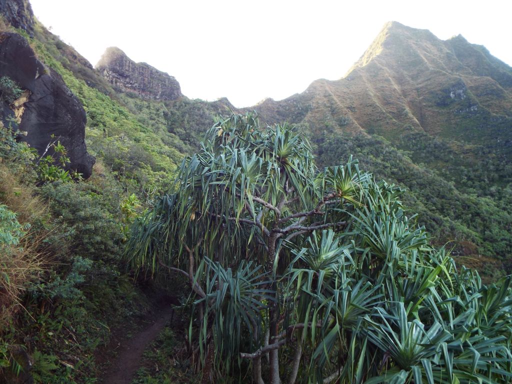 View of the ridgeline as seen beyond some Hala trees:
