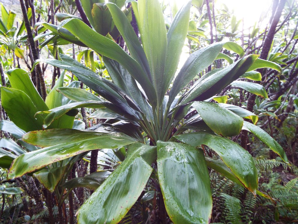 Large Ti plants growing along the trail: