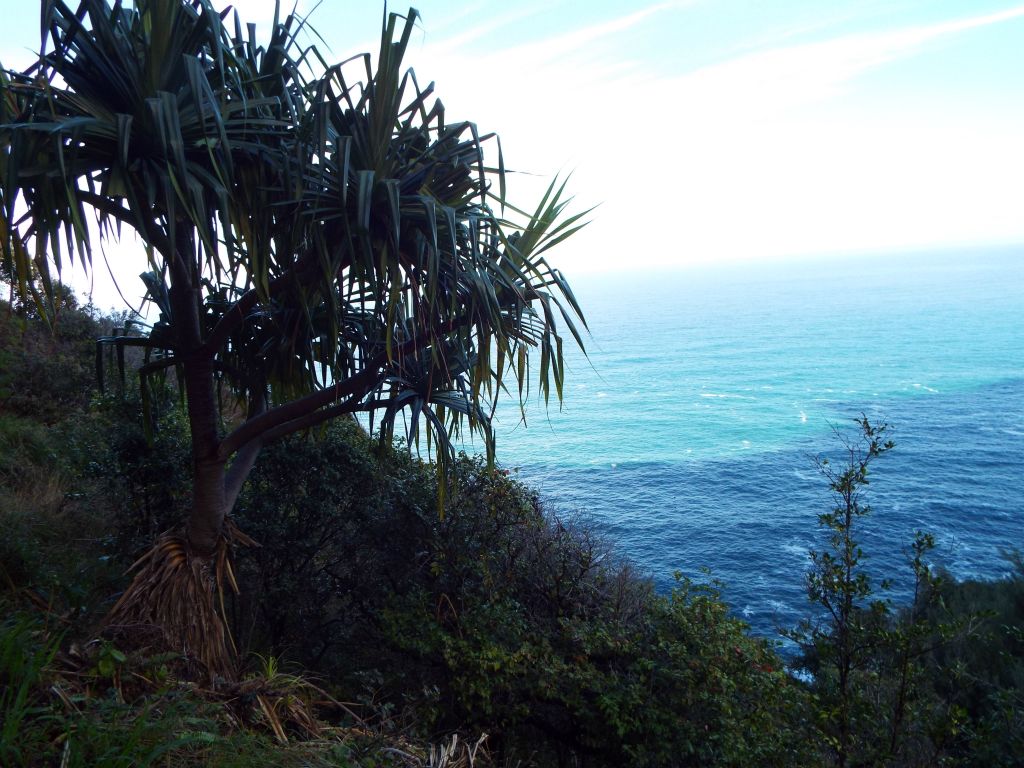 Overlooking the ocean once again while passing by a Hala tree: