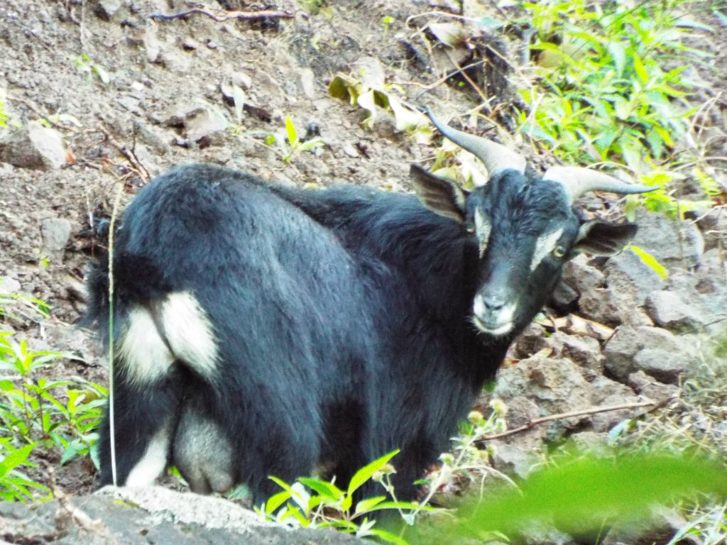 At least three different times, I saw herds of mountain goats along the trail: