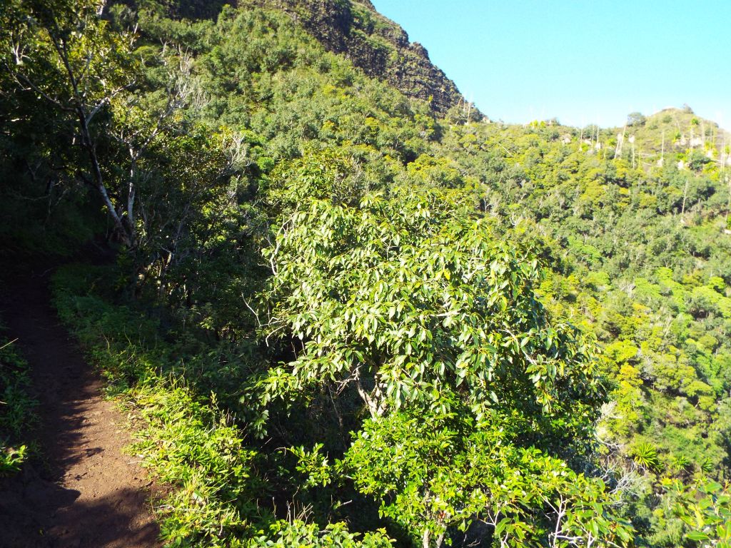 This is considered to be about the halfway spot on the trail to Kalalau Beach.  Here, the trail is slowly winding up and out of the valley.  An overnight permit is required of all hikers continuing beyond this spot: