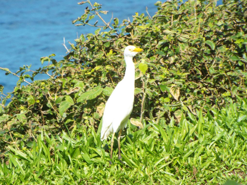 A Cattle egret landed on the grass of a small helicopter landing spot: