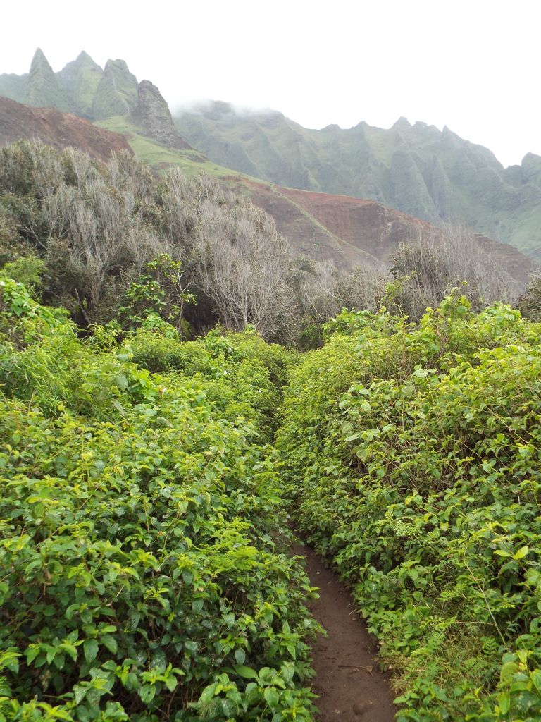 Probably the most overgrown part of the entire trail is through here where there was a small muddy path passing through: