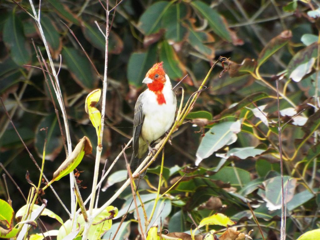 Spotting a Red-crested Cardinal resting in the bushes along the trail.  These birds are among the most colorful: