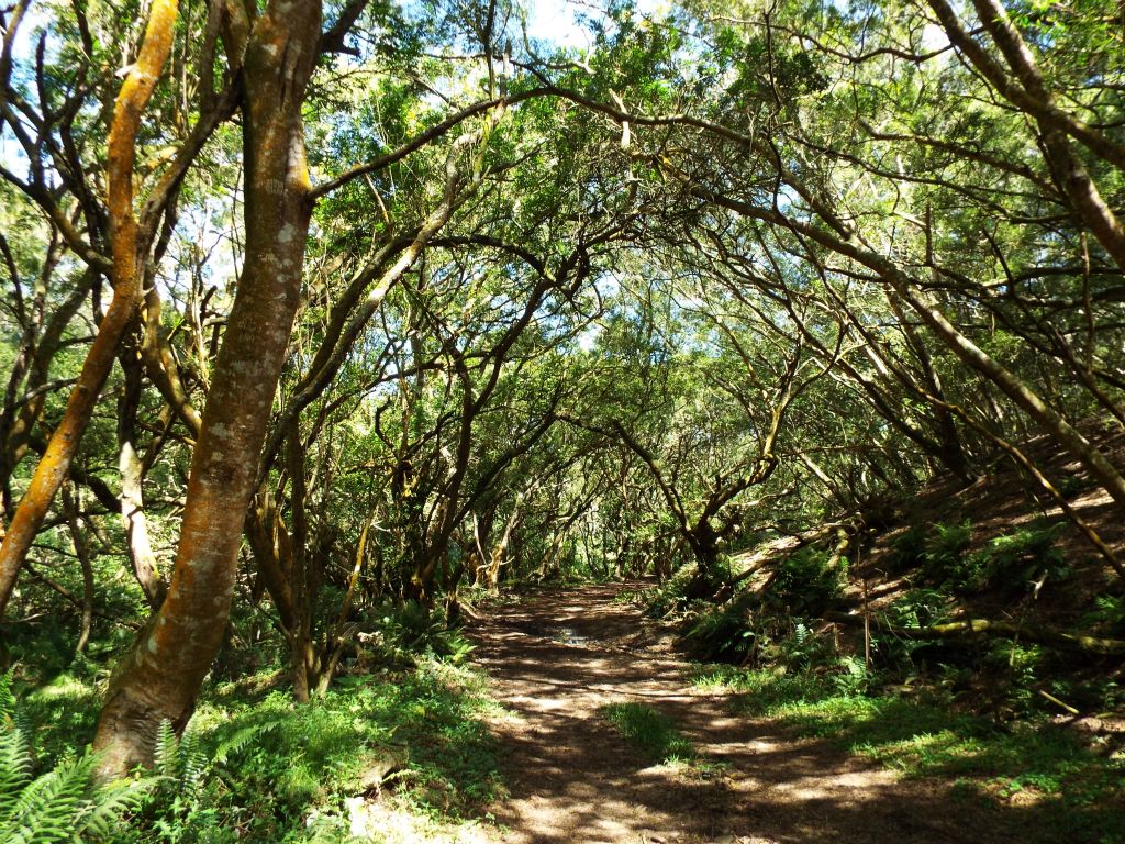 The hiking route starts about 1/2 mile back down the road with a shady walk under some island trees:
