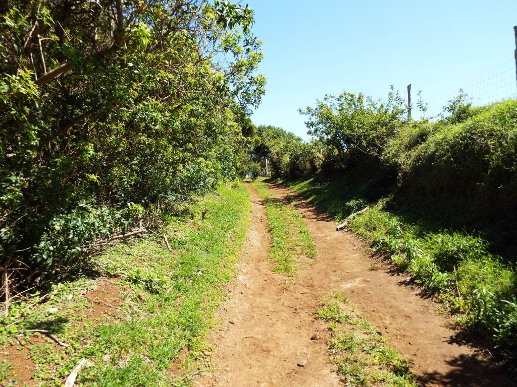 For a short distance, you are walking along a 4WD road with trees on the left and pasture ground above the embankment on the right: