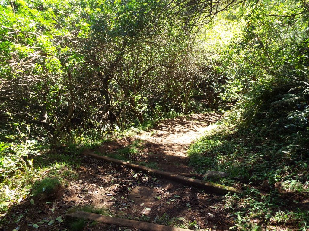 The official trail begins with the terrain immediately becoming steep downhill hiking: