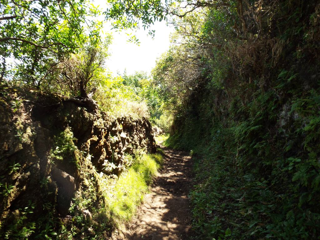 Notice how the trail was cut through layers of soil at this spot, which has created an embankment on each side: