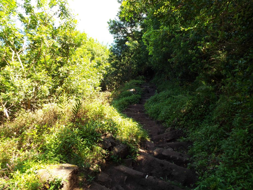 Steps winding down through an area of lush greenery: