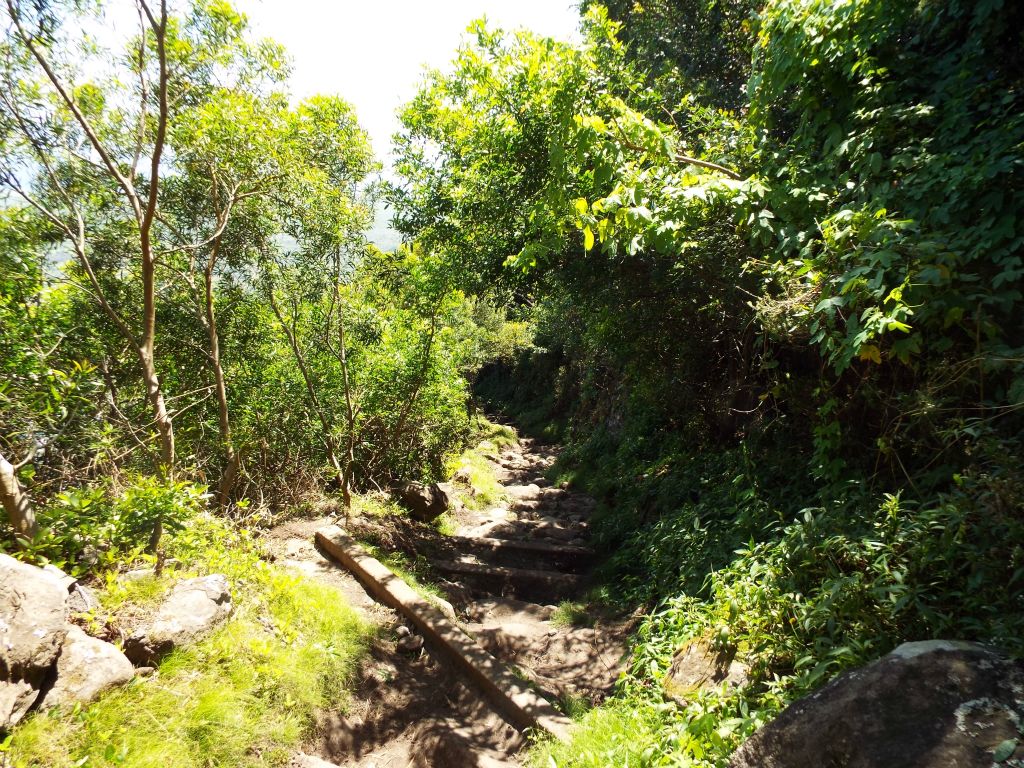 The trail alternates between views like this (being enclosed by trees and brush),: