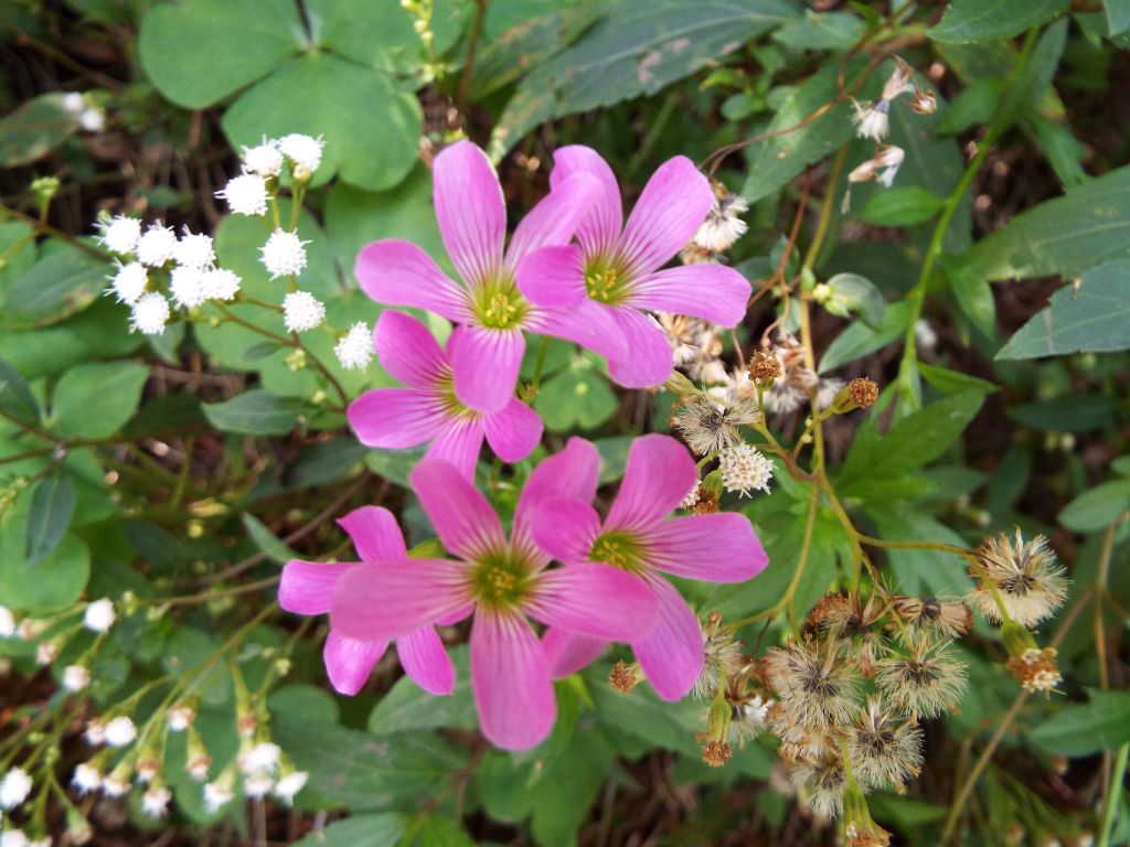 These are beautiful Pink Wood Sorrel wildflowers which were blooming along the trail: