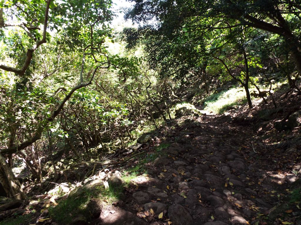 From this turn on, the trail takes on a bit of different feel as there are lower elevation trees and more of a rocky path: