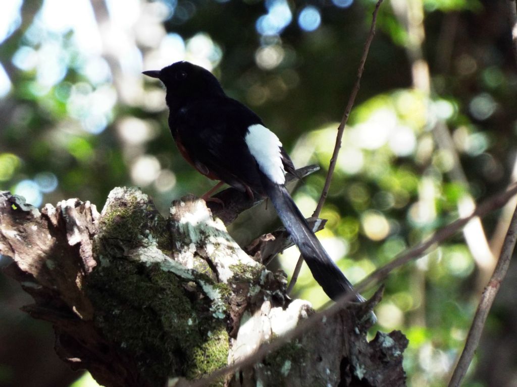 White-rumped shamas are easy to recognize with white spots visible on the tail and backside of male birds: