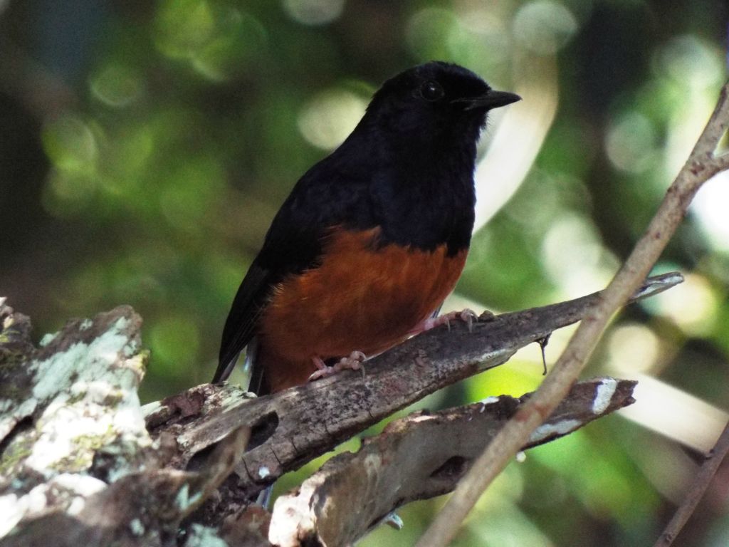 Several White-rumped shama birds were watching us hike along the trail: