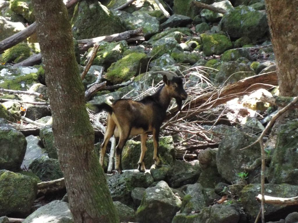 There was a group of feral goats hanging out in this rocky area along the trail: