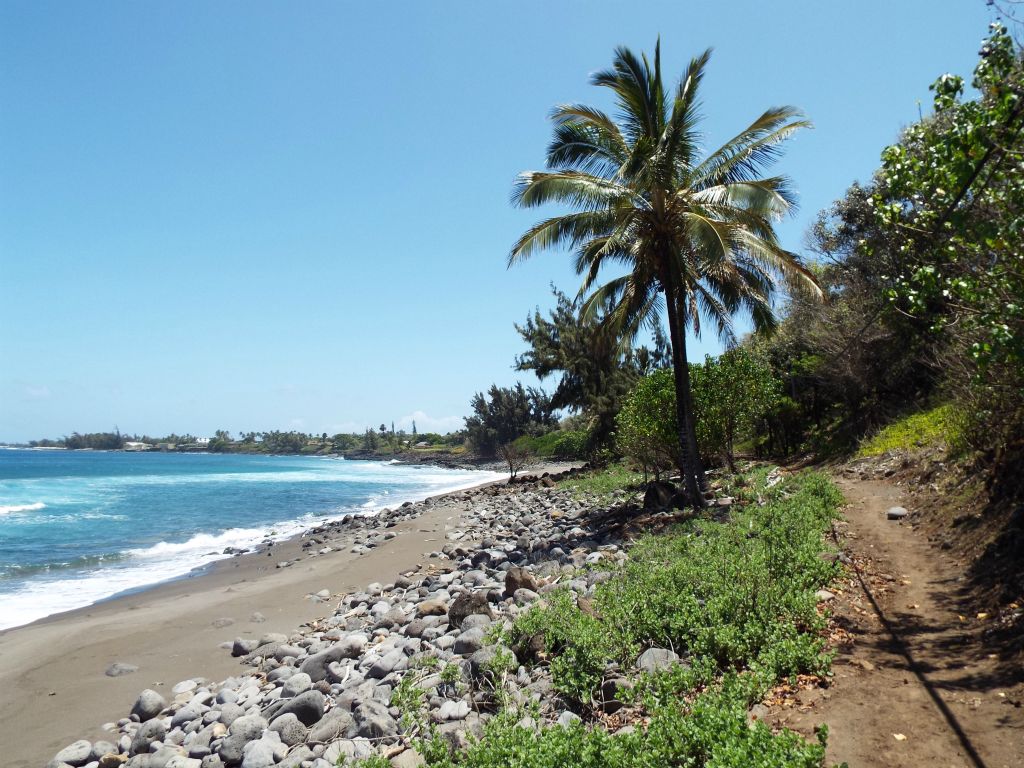 Palm trees become part of the scenery during the beach portion of the hike: