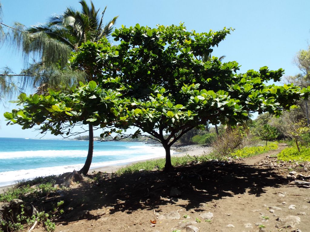 In addition to the palm trees, other lush green trees provide welcome shade on a hot day: