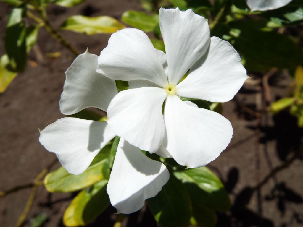 The next two pictures show stunning Madagascar Periwinkle wildflowers which were blooming near the beach: