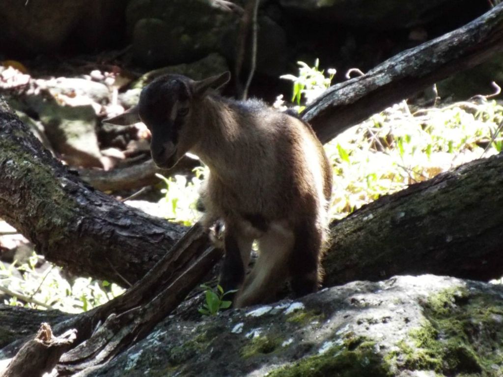 The last two pictures show an adorable young goat which was playing along the trail during the hike back: