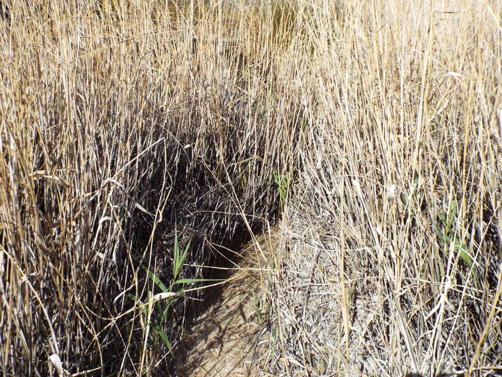 Nearby is also this clear pathway which has been cut through the reeds: