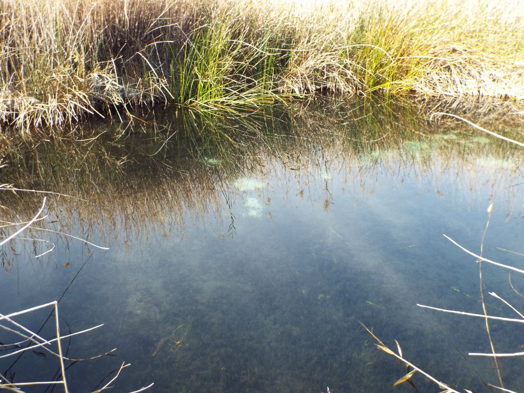 It leads to a very small pond which is filled with rare pupfish: