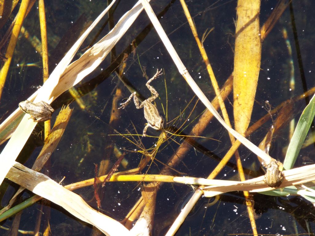 How many Pacific tree frogs can you count in this picture?  Notice that they blend in very well with floating reeds: