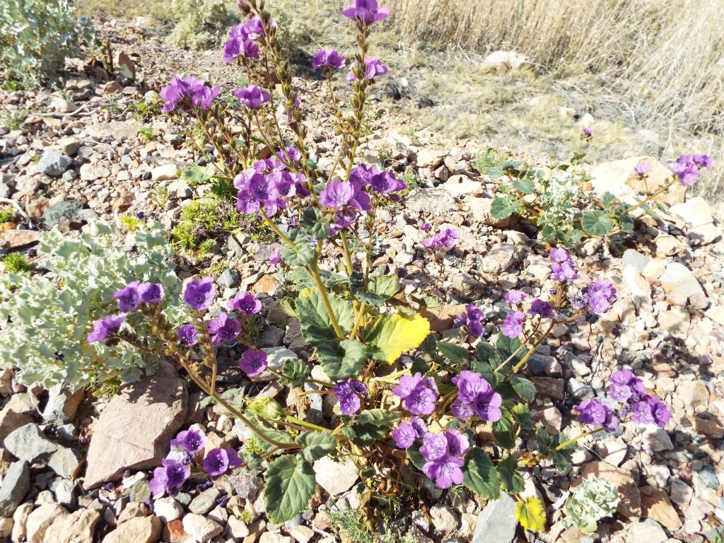 Caltha-leaf Phacelia was the first wildflower we spotted in full bloom: