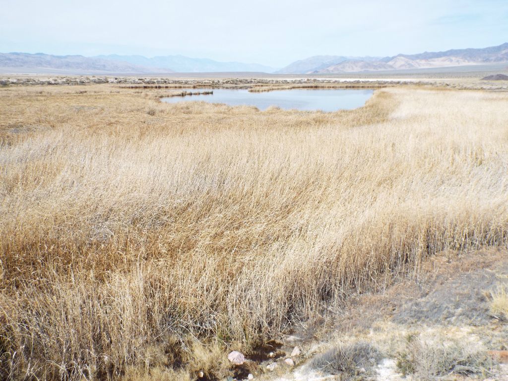 Continuing to work my way around the northeastern side of the ponds:
