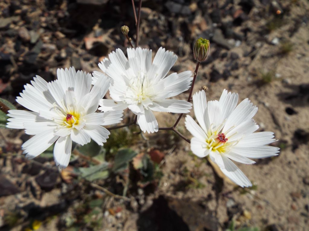 On the right side of the road, the entire area became covered with wildflowers.  The next two pictures show Gravel Ghost:
