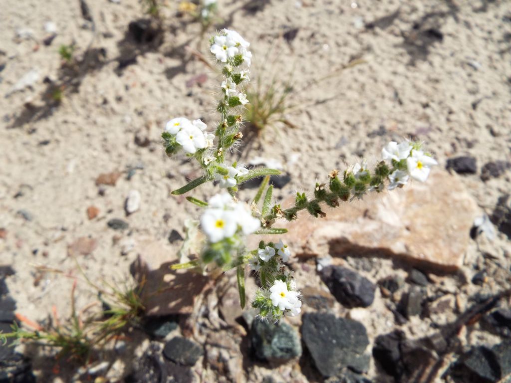 It had been a while since I had come across Scented Cryptantha in Death Valley: