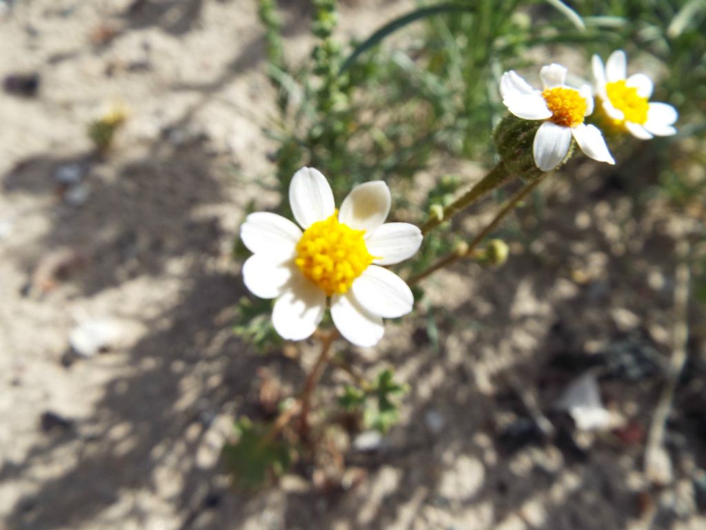 Rock Daisy wildflowers were also on display: