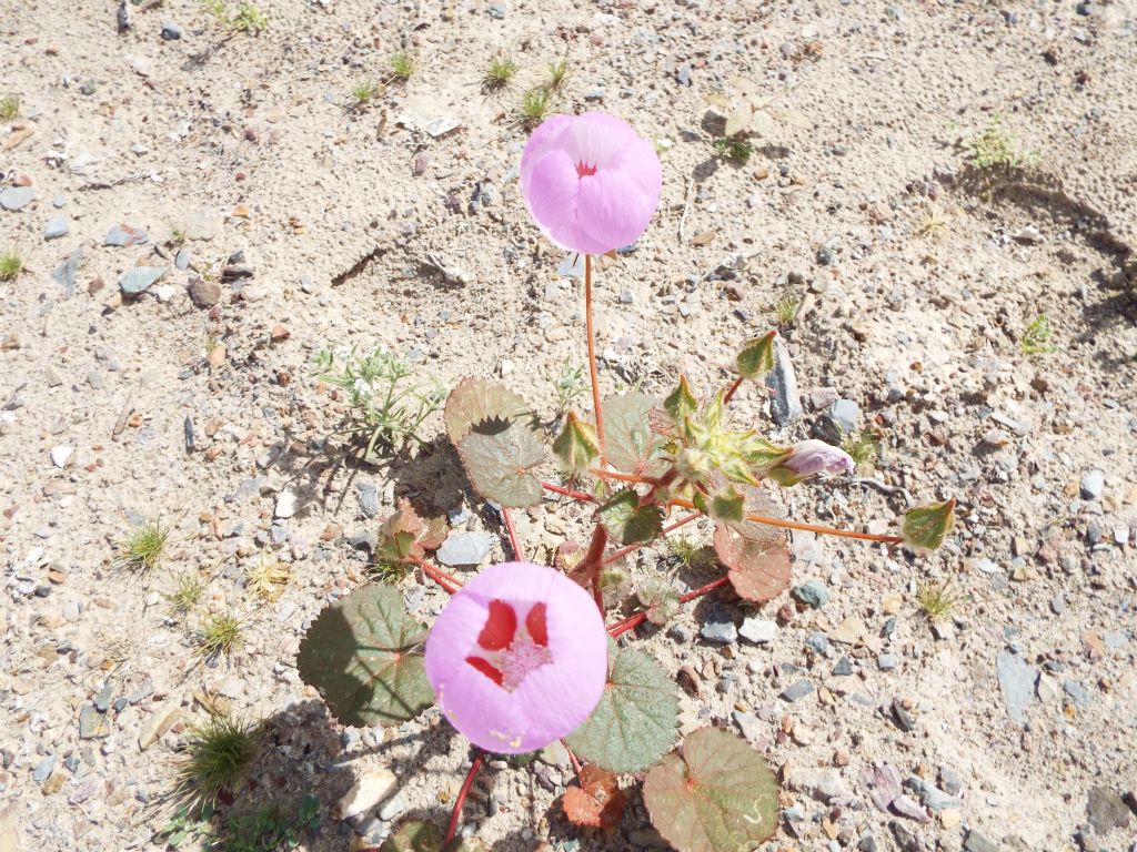And two pictures of my personal favorite -- the Desert Five-Spot: