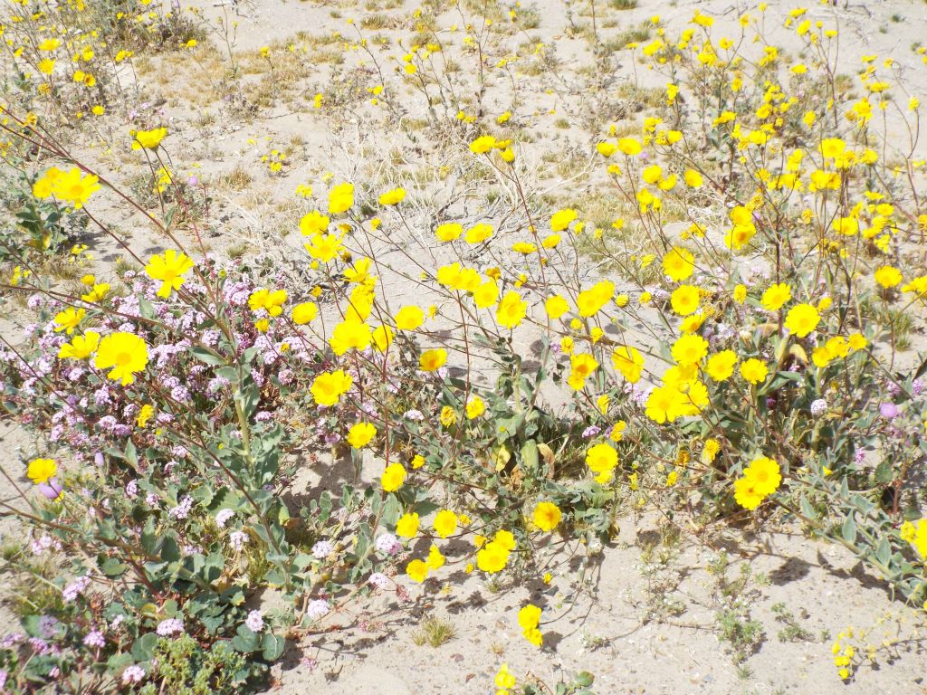 As was the case at the Ibex Dunes, Desert Gold wildflowers were abundant at Saratoga Spring: