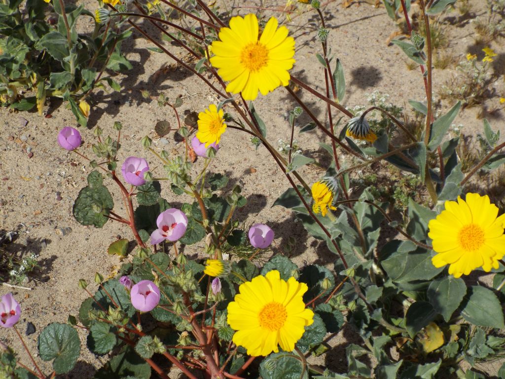 Desert Golds and Desert Five-Spots growing together: