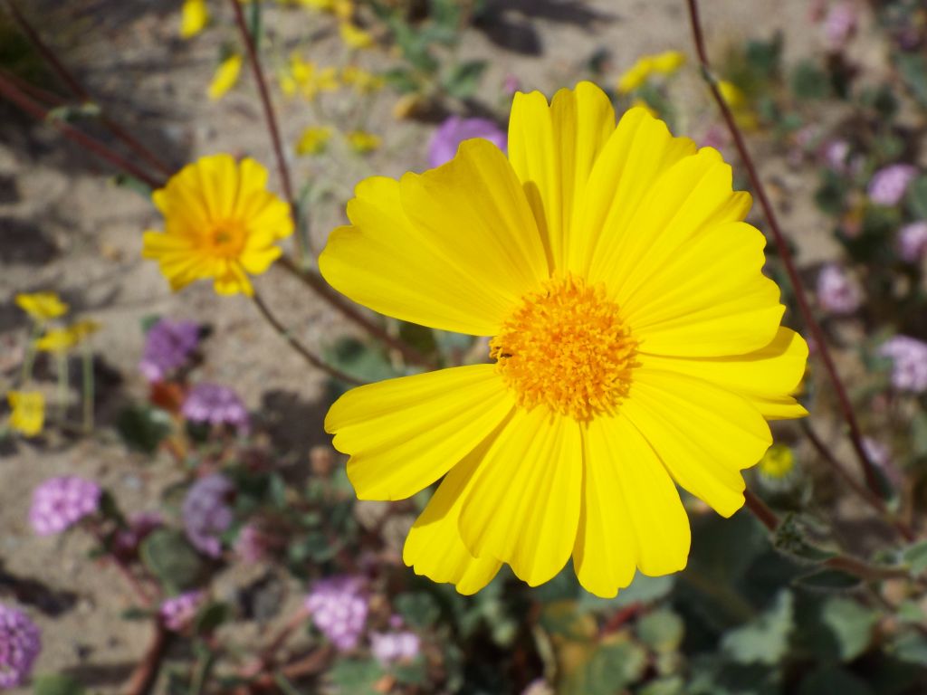 A close-up of the brightly colored Desert Gold: